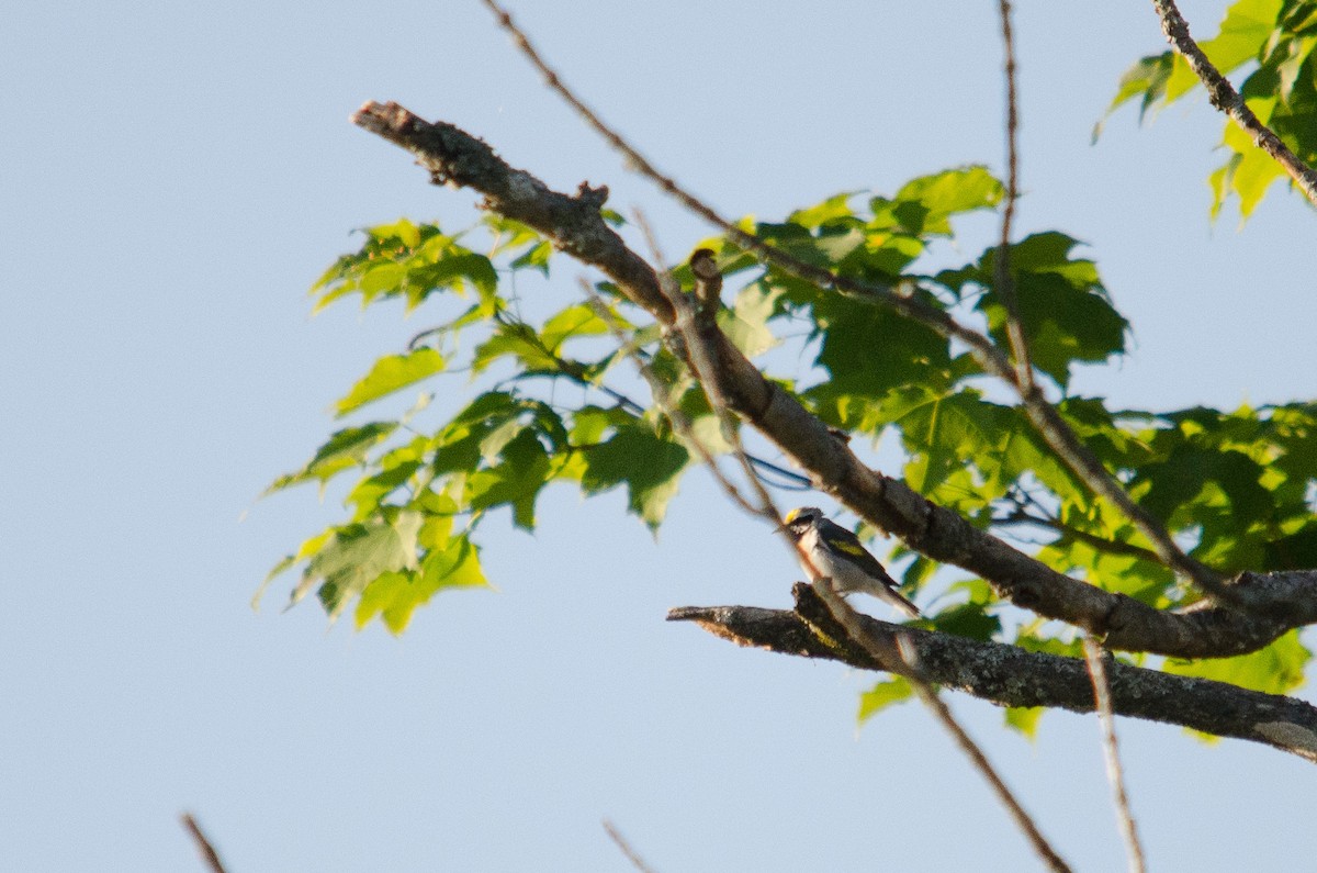 Golden-winged Warbler - Iain Rayner