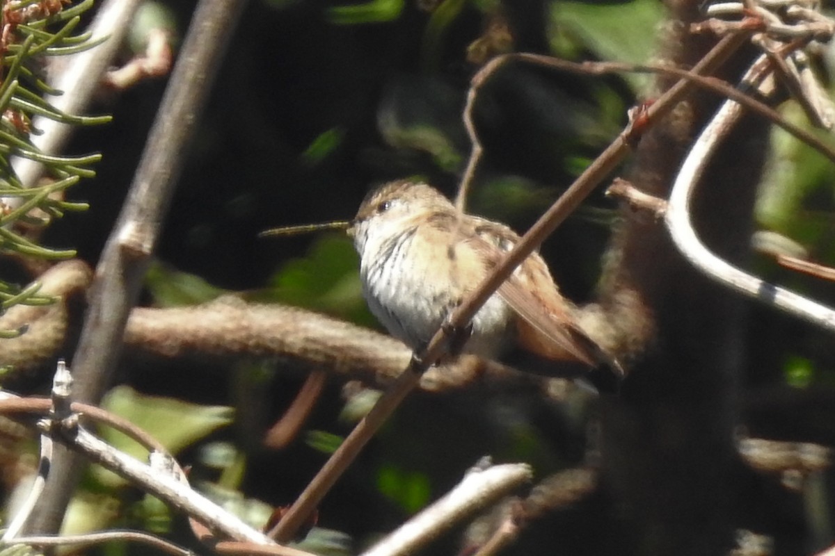 Allen's Hummingbird - Navin Sasikumar