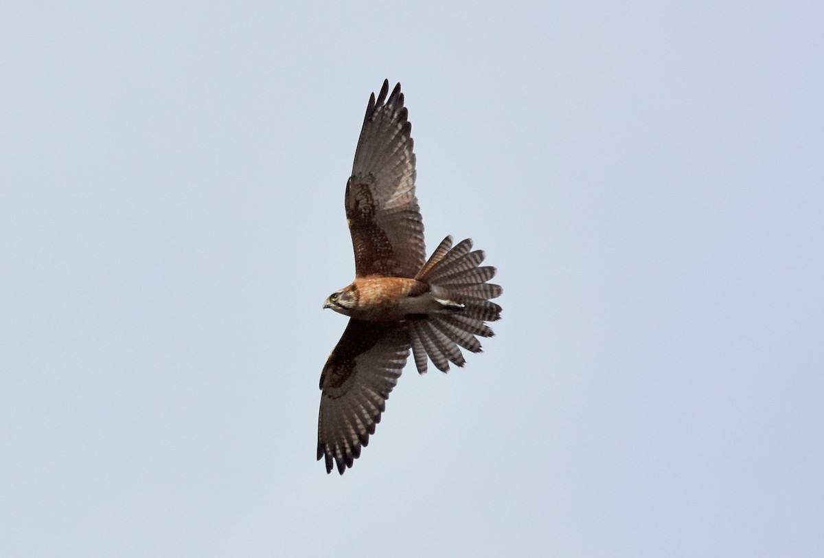 Brown Falcon - Geoffrey Groom