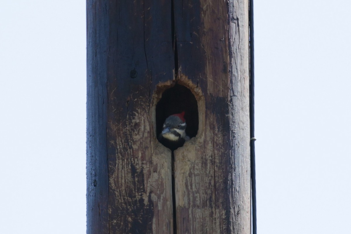 Pileated Woodpecker - ML300498061