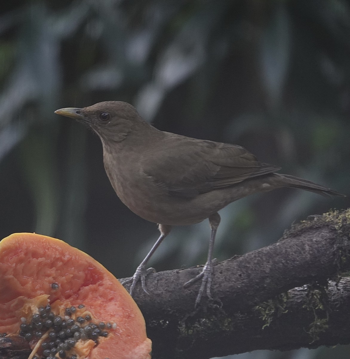 Clay-colored Thrush - Howard Laidlaw