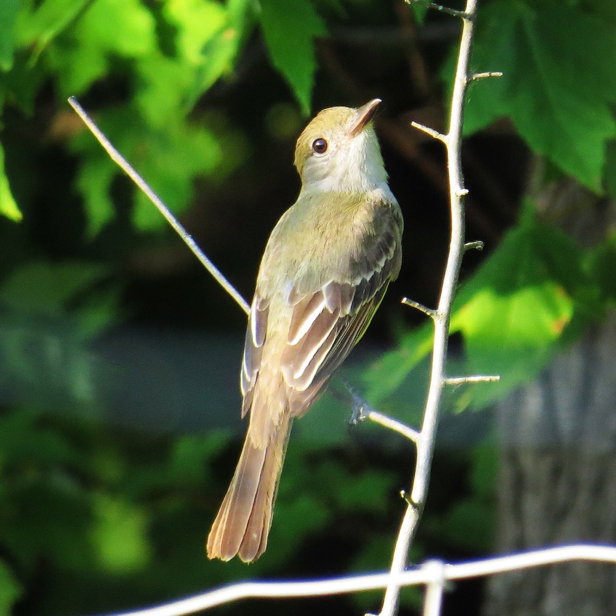 Great Crested Flycatcher - Emily Tornga
