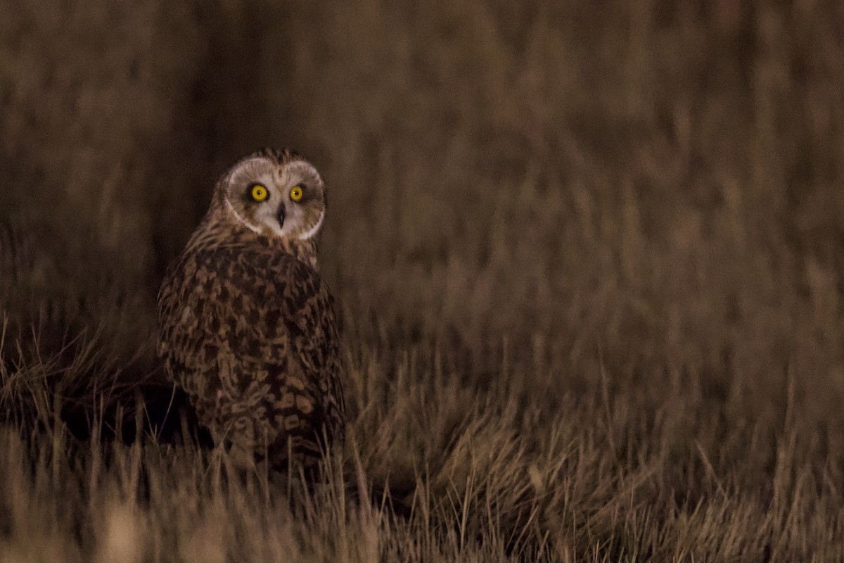 Short-eared Owl - ML300503221
