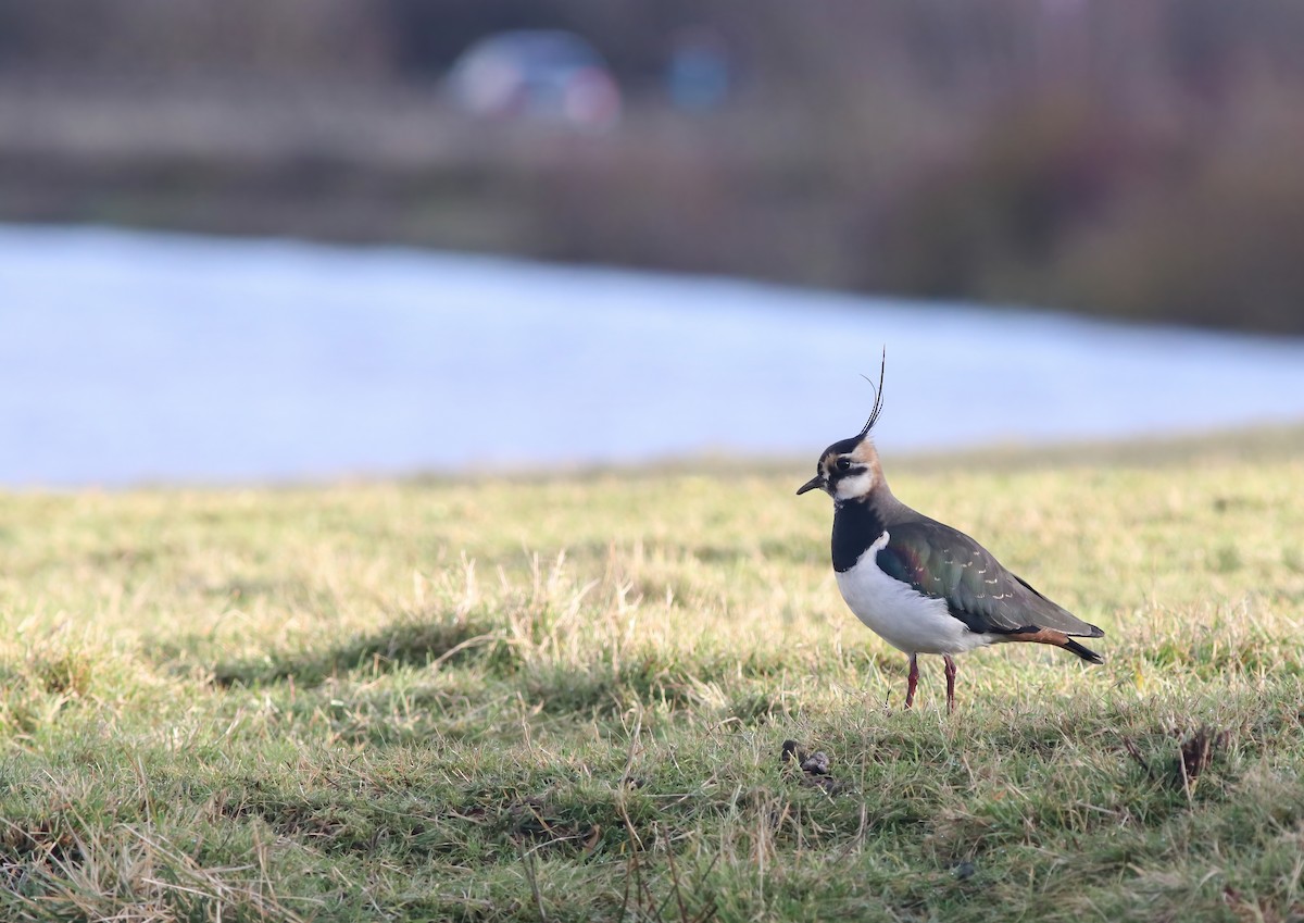 Northern Lapwing - Bethan Clyne