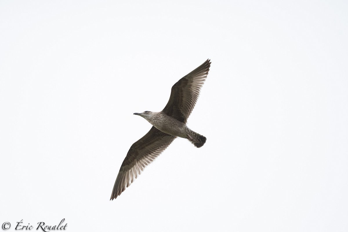 Herring Gull (European) - ML300510051