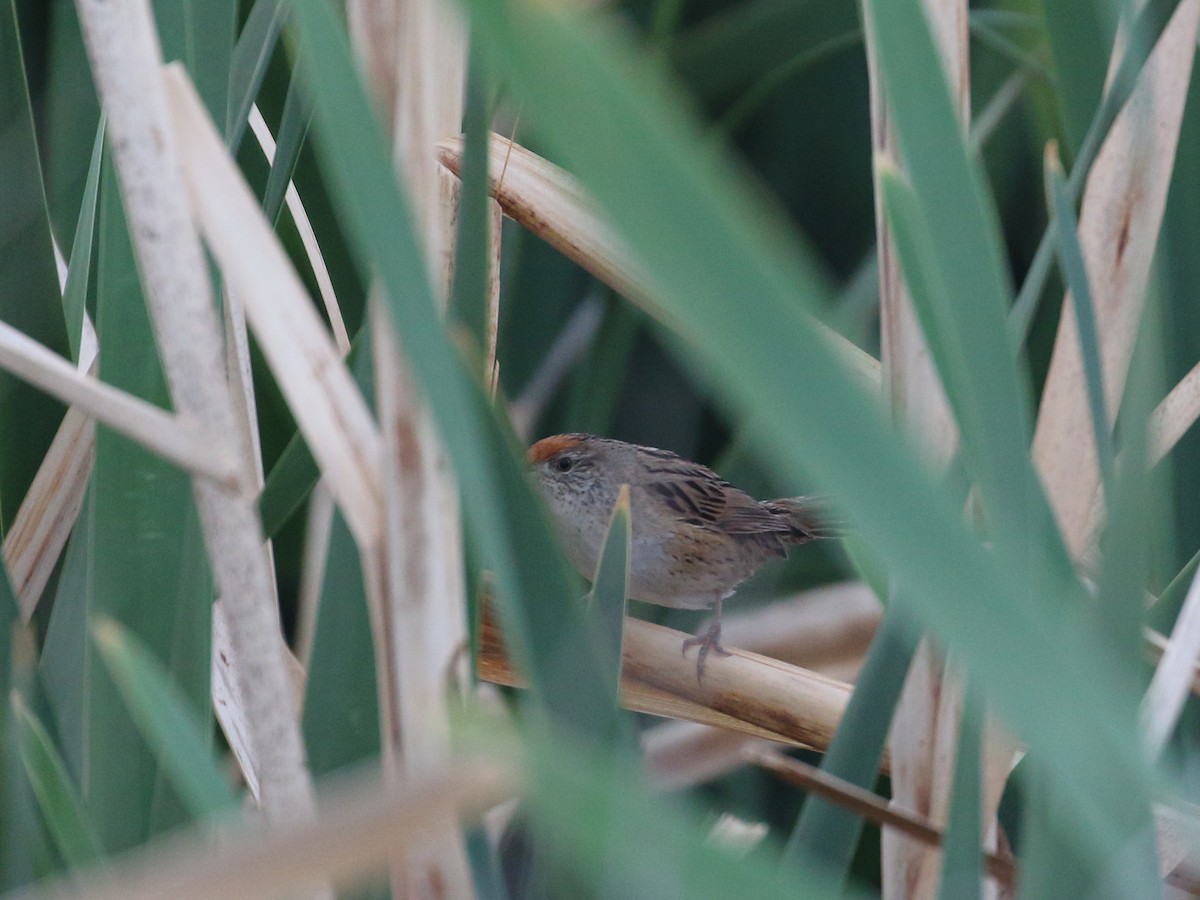 Bay-capped Wren-Spinetail - Keith Valentine