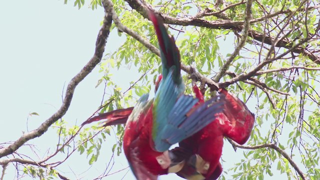 Red-and-green Macaw - ML300515991