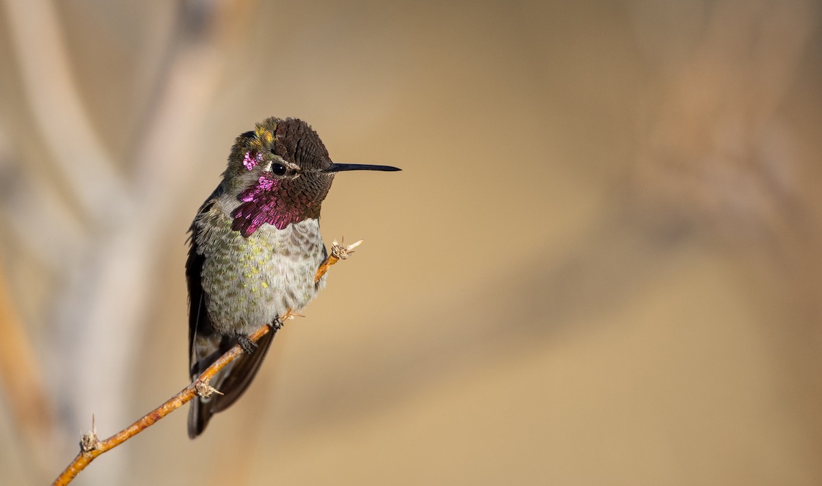 Anna's Hummingbird - ML300518241
