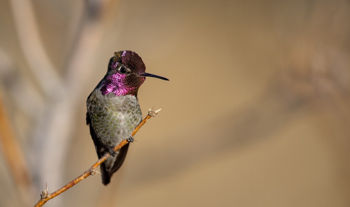 Anna's Hummingbird - ML300518281