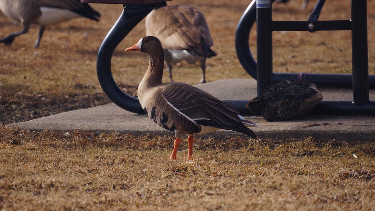 Greater White-fronted Goose - ML300518581
