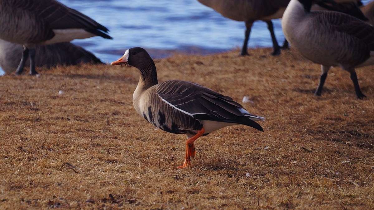 Greater White-fronted Goose - ML300518601