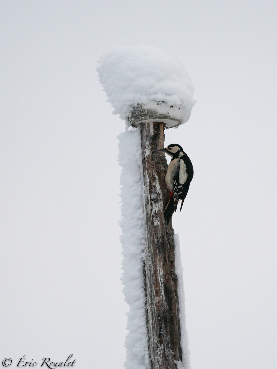 Great Spotted Woodpecker (Great Spotted) - ML300521711