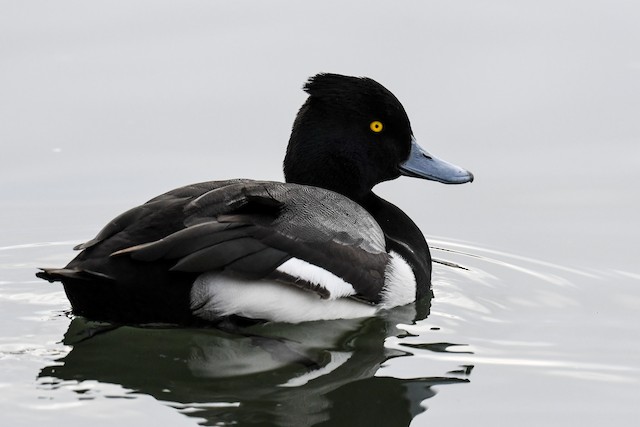 雑種 キンクロハジロ ｘ スズガモ Ebird