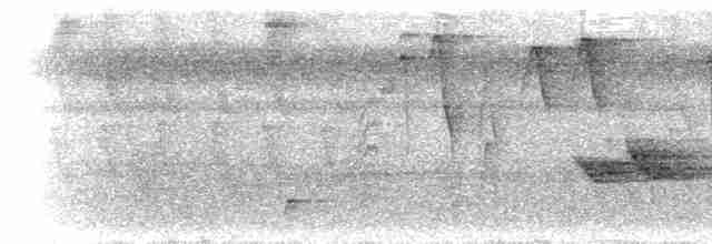 Conirostre marguerite - ML300532