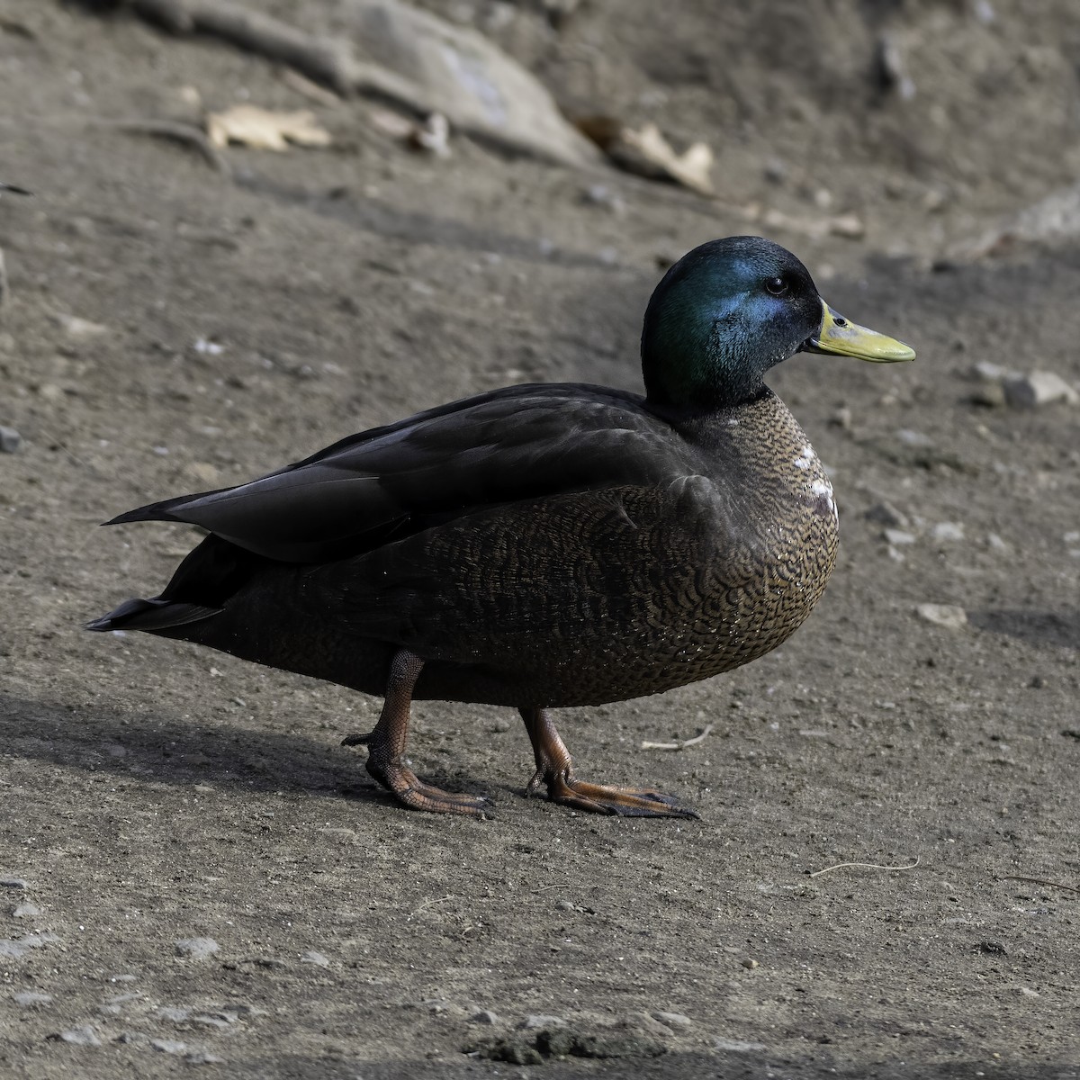 Mallard x American Black Duck (hybrid) - Tabor Wells