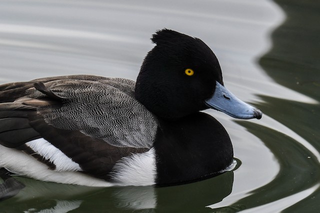 雑種 キンクロハジロ ｘ スズガモ Ebird