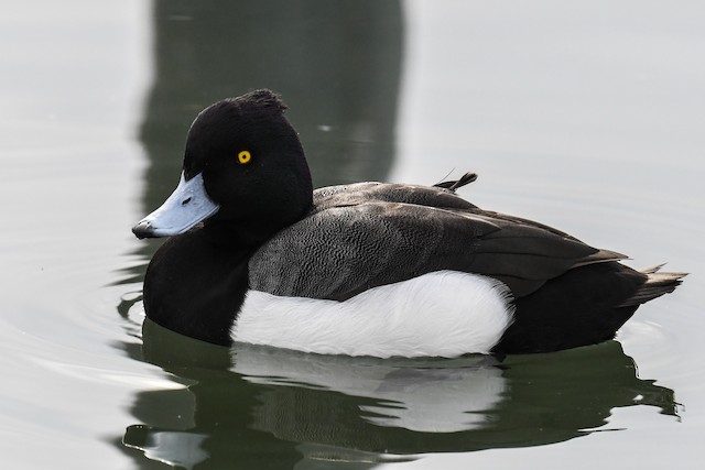 雑種 キンクロハジロ ｘ スズガモ Ebird