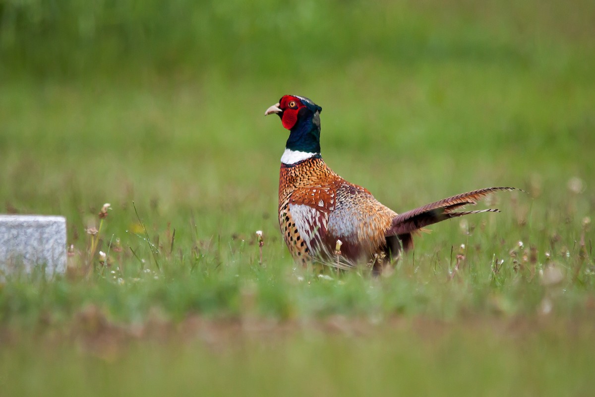 Ring-necked Pheasant - Rick Hardy