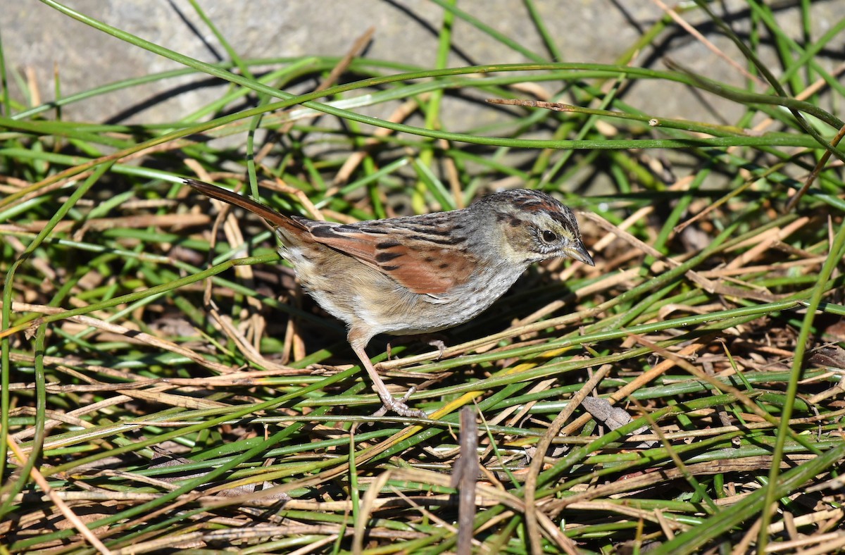 Swamp Sparrow - Alan Hopkins