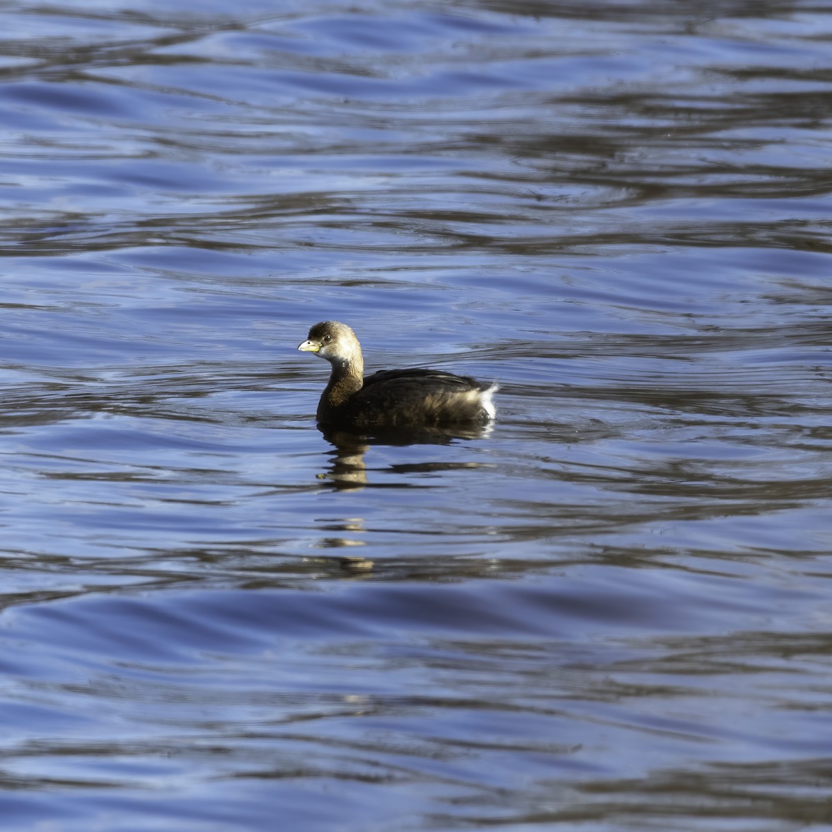 Pied-billed Grebe - Tabor Wells