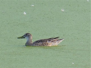 Garganey, ML300548731