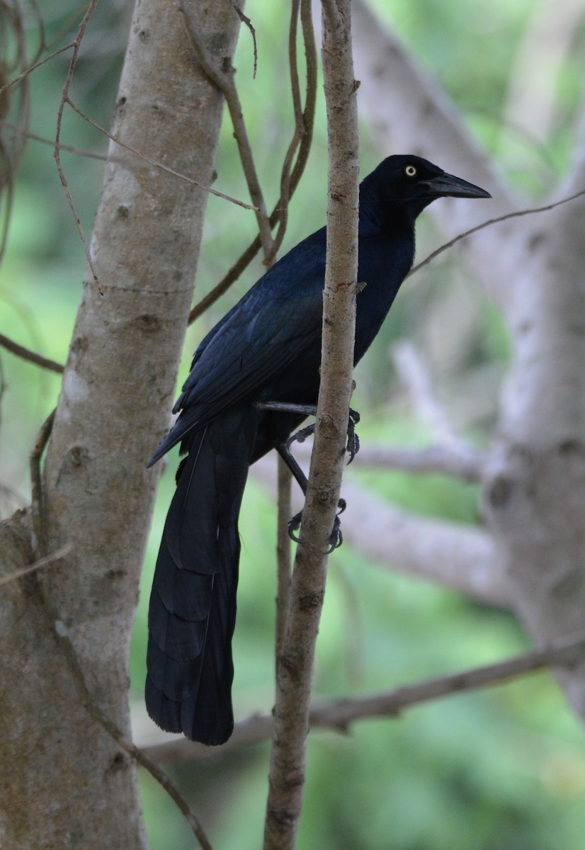 Great-tailed Grackle - ML30054991