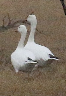 Snow Goose, ML300551991
