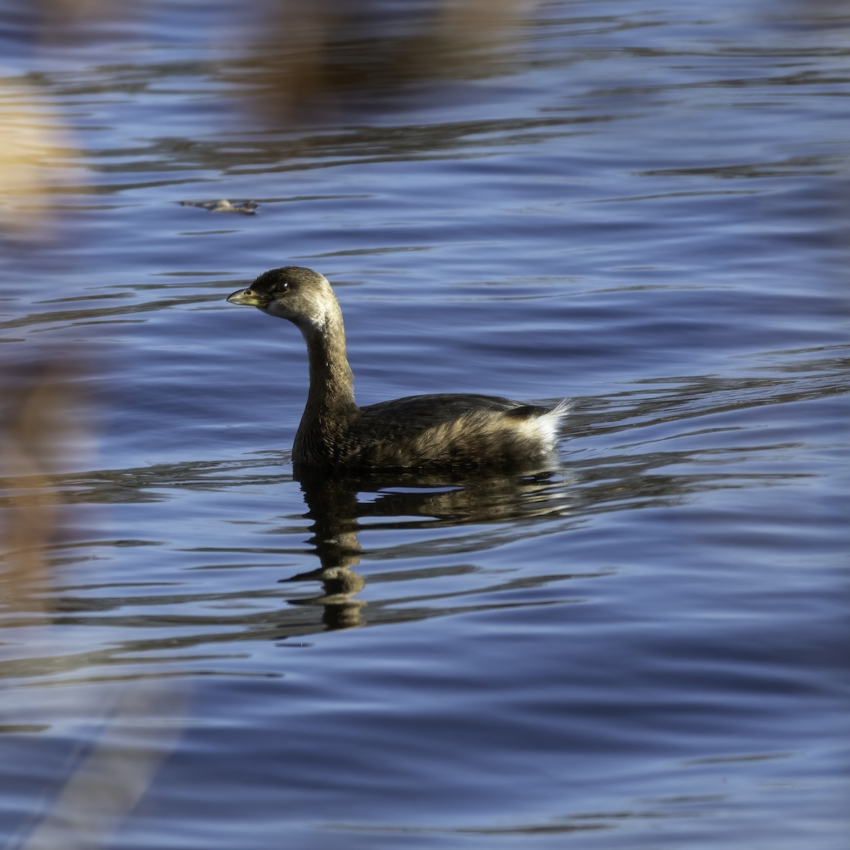 Pied-billed Grebe - Tabor Wells