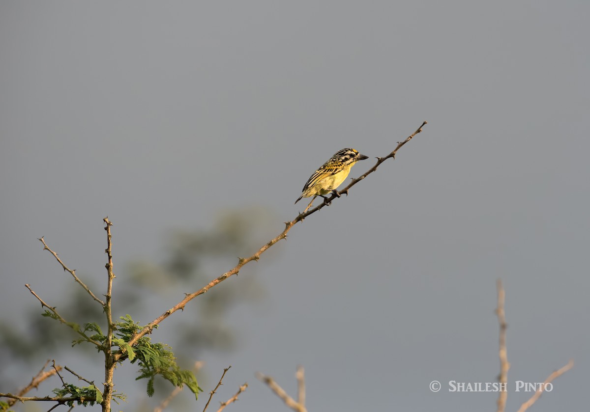 Yellow-fronted Tinkerbird - Shailesh Pinto