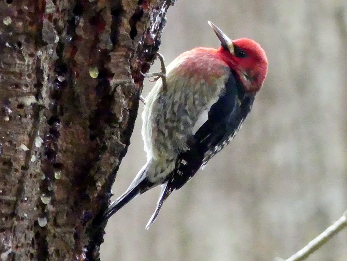 Red-breasted Sapsucker - ML300558111