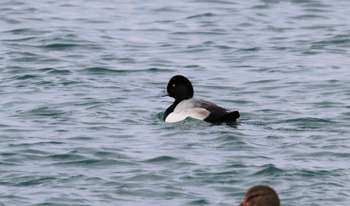 Greater Scaup - ML300558281