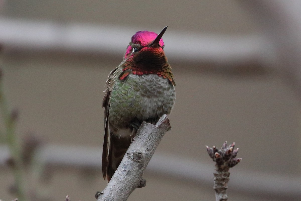 Anna's Hummingbird - ML300558311