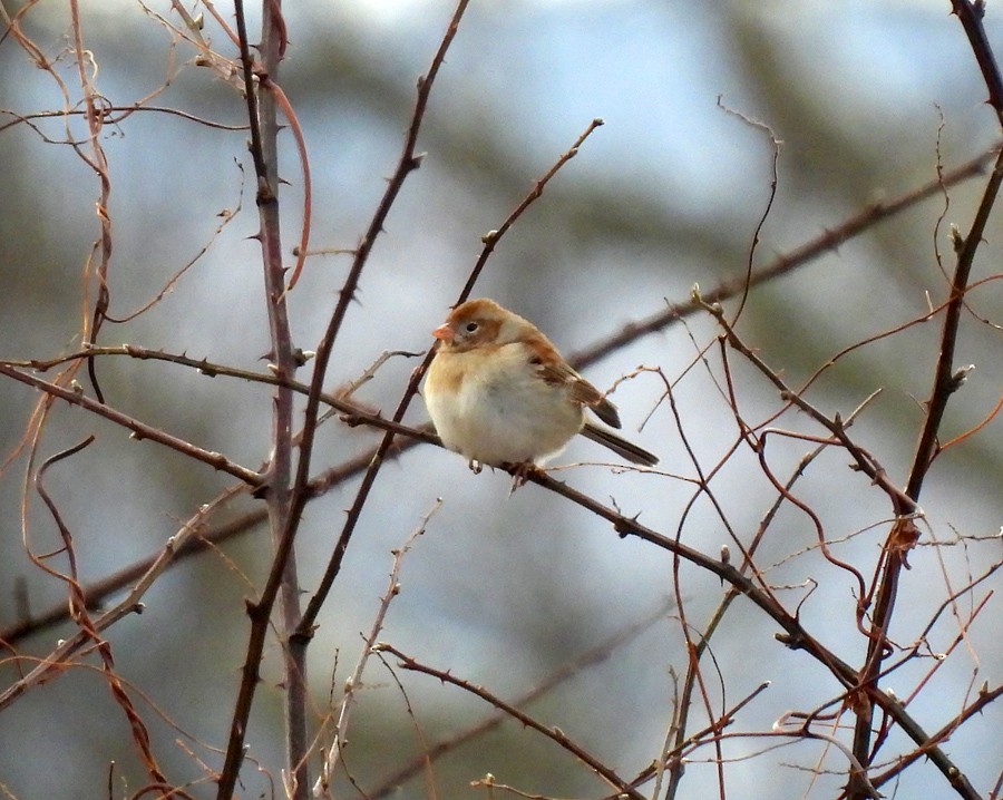 Field Sparrow - ML300565881