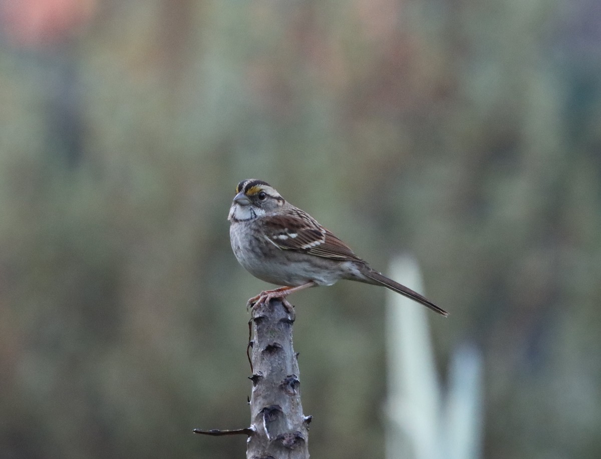 White-throated Sparrow - Andrew Lee