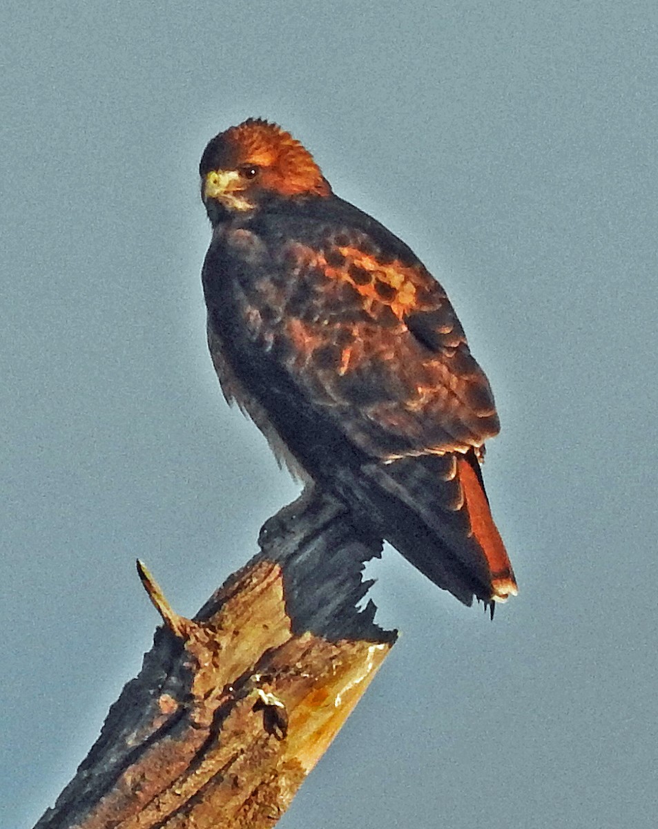 Red-tailed Hawk - Janet Ruth