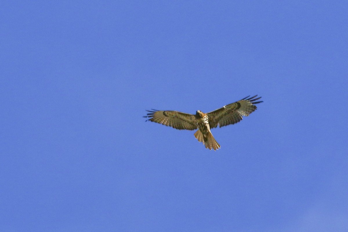 Red-tailed Hawk (kemsiesi/hadropus) - ML300579191