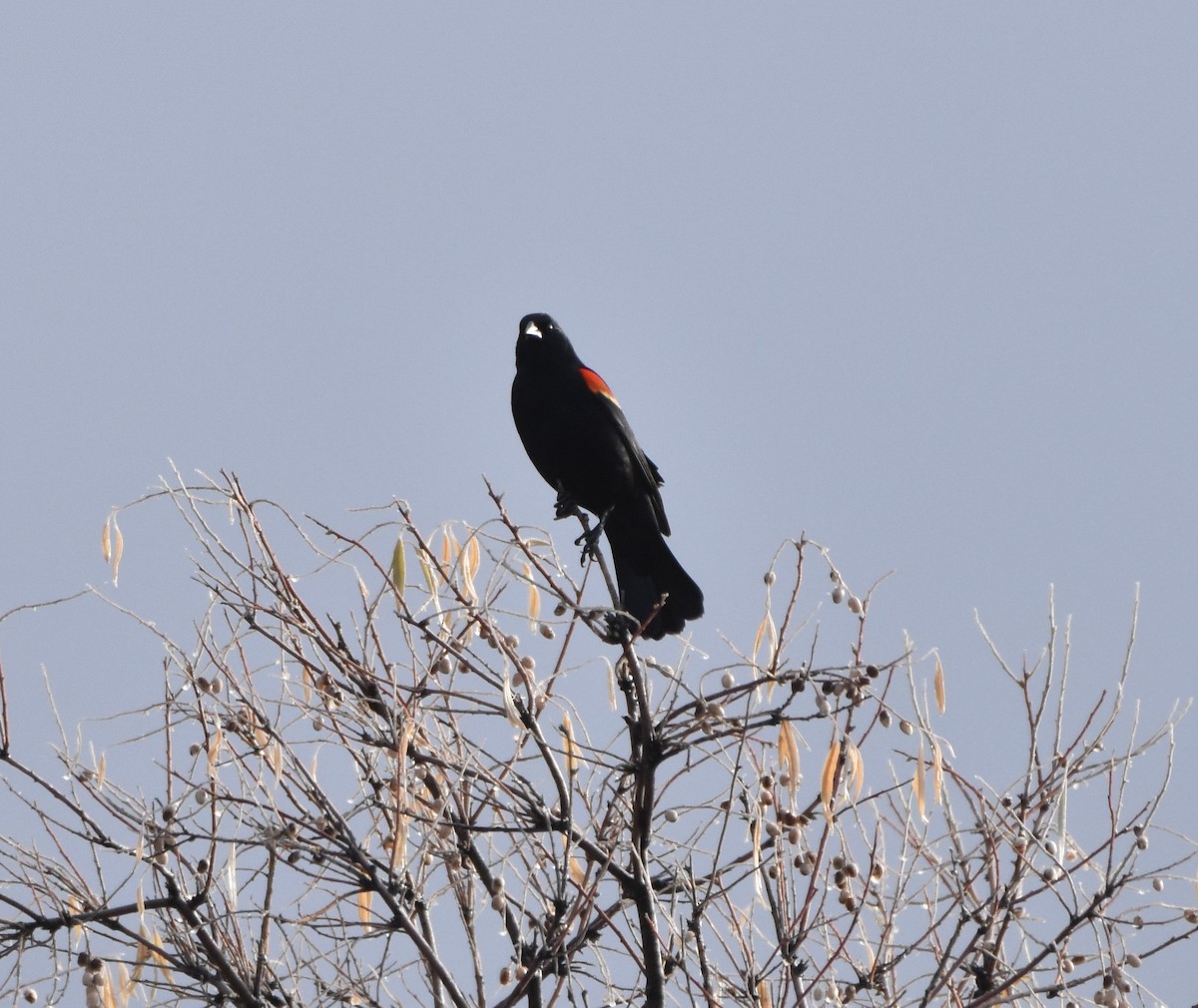 Red-winged Blackbird - ML300584331