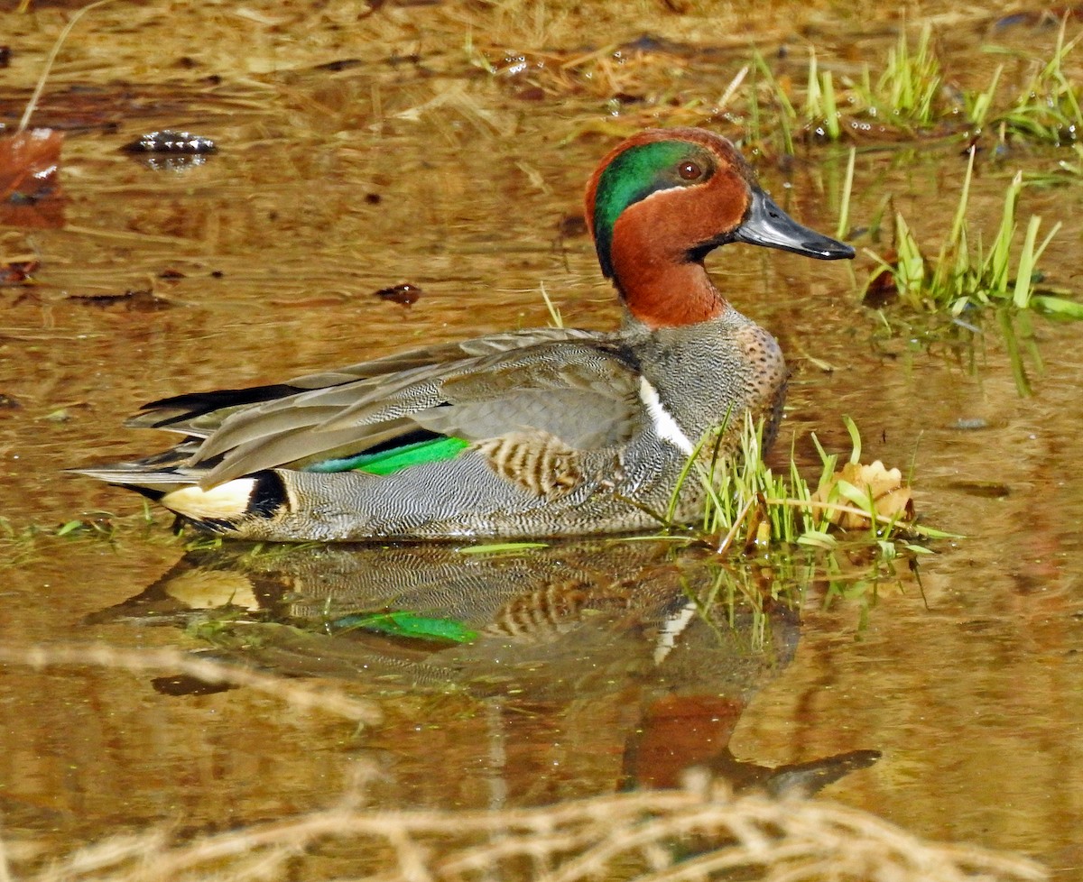 Green-winged Teal - ML300584861