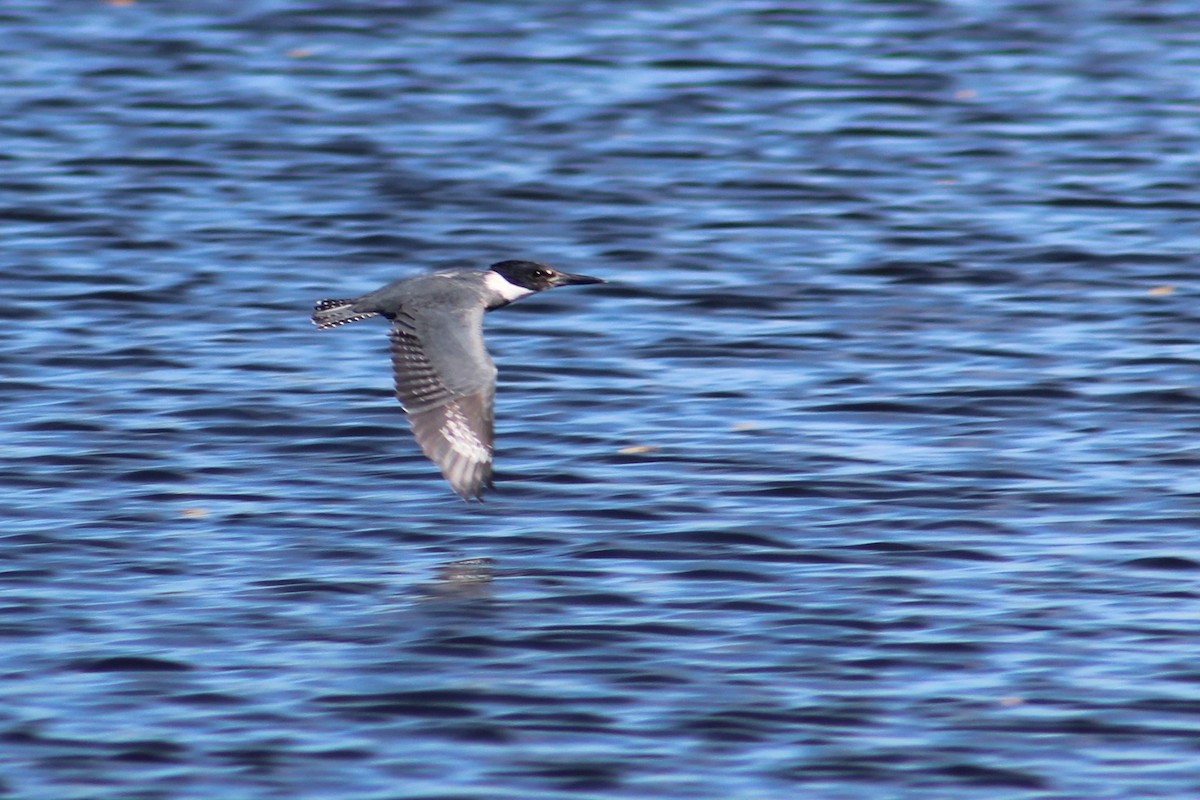 Belted Kingfisher - ML300586621