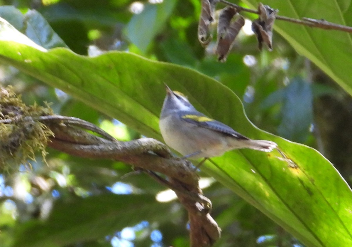 eBird Checklist 23 Jan 2021 Perro Negro, Monteverde, Punterenas, Costa Rica 10 species