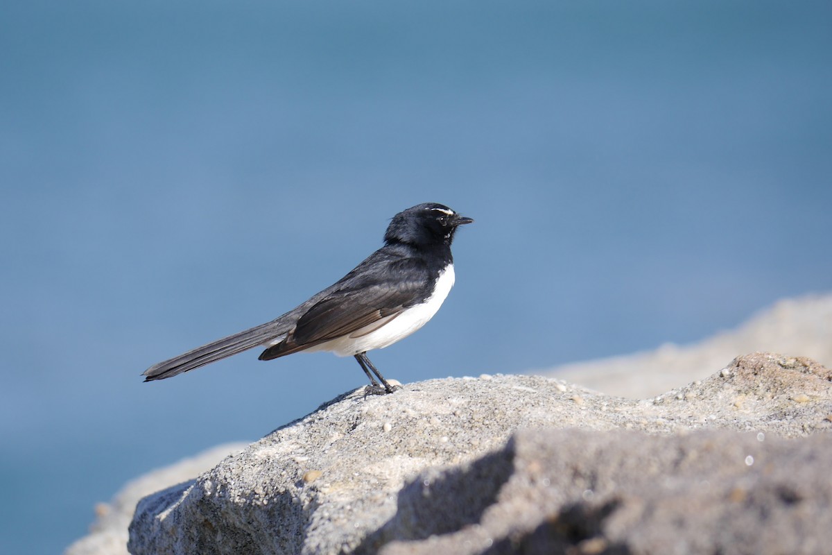 Willie-wagtail - ML30059101