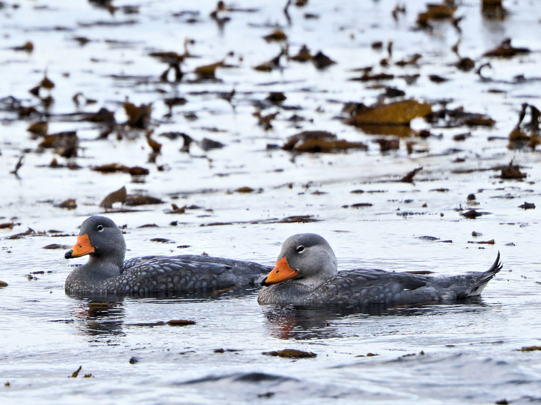 Flightless SteamerDuck eBird