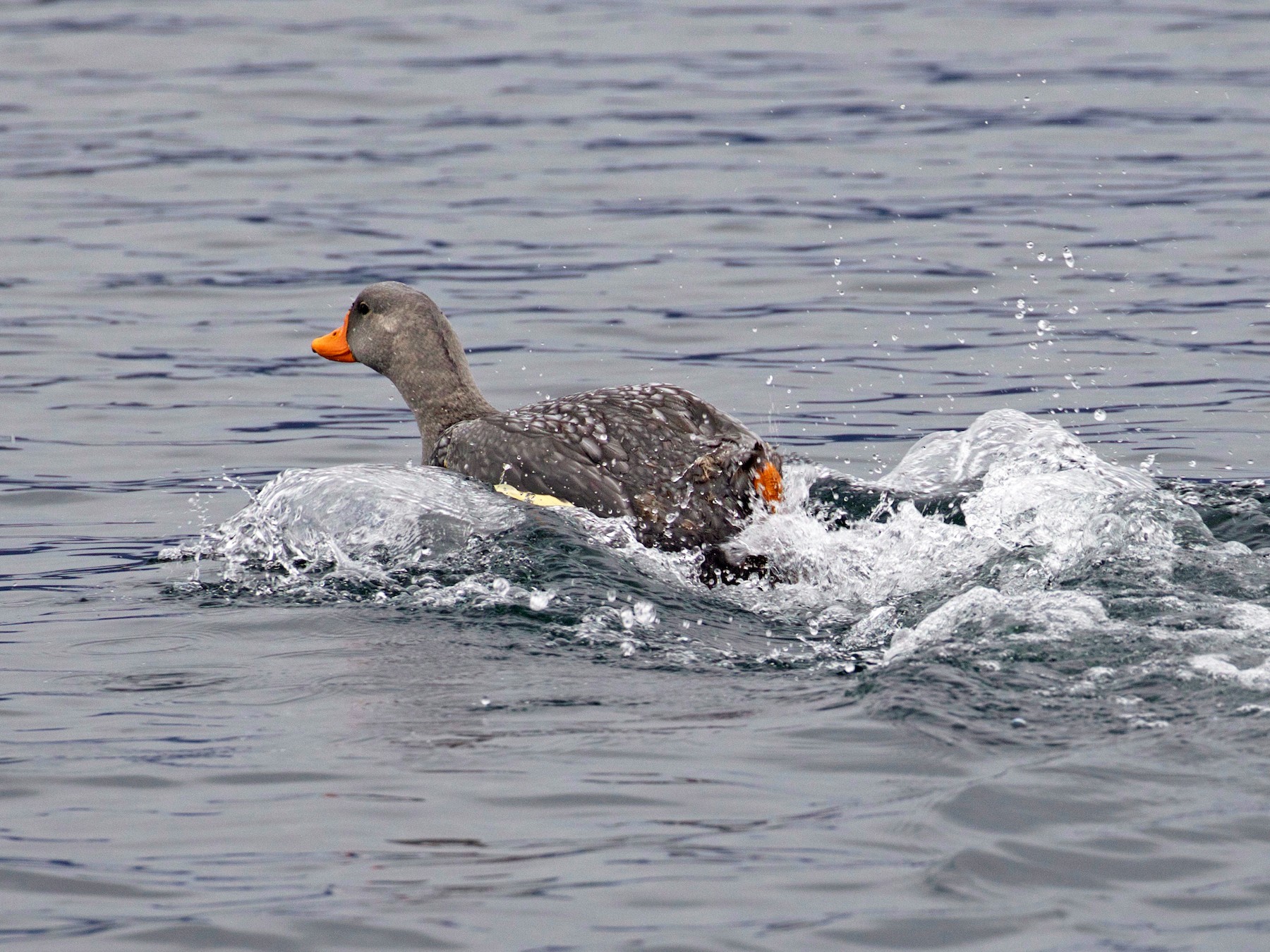 Flightless Steamer-Duck - Gary Brunvoll