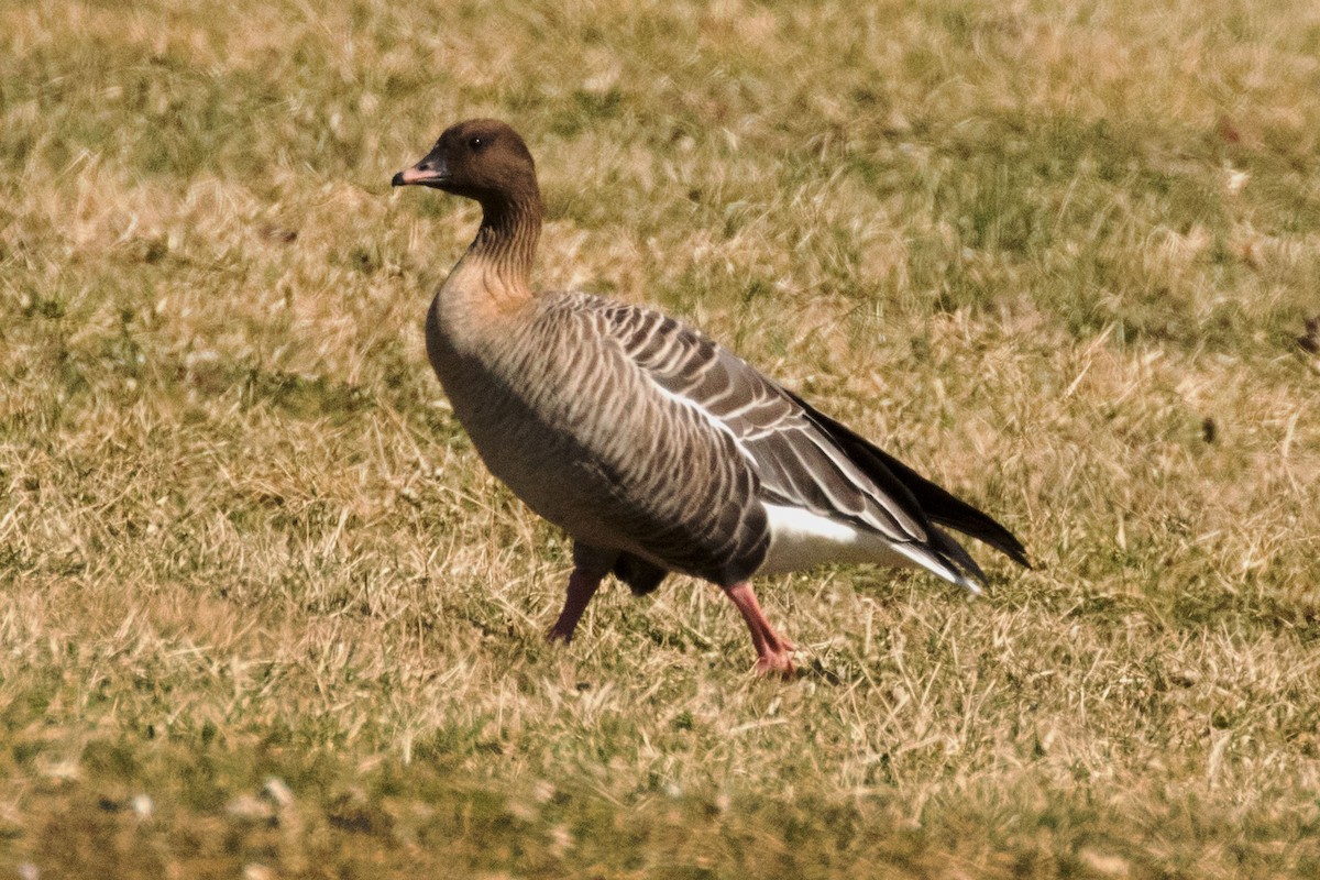 Pink-footed Goose - Richard Thunen