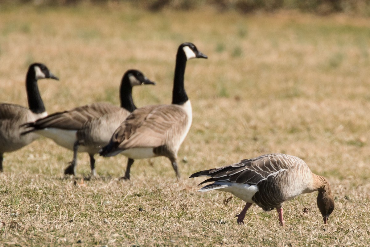 Pink-footed Goose - ML300592501