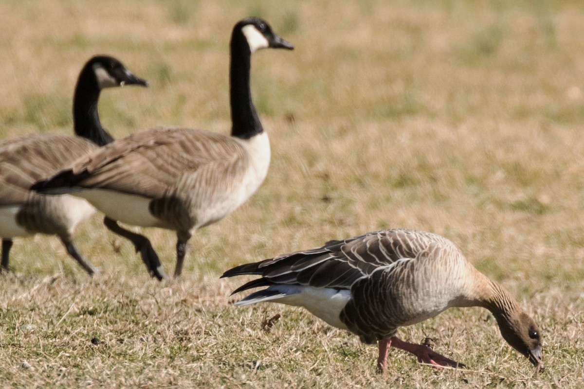 Pink-footed Goose - ML300592511