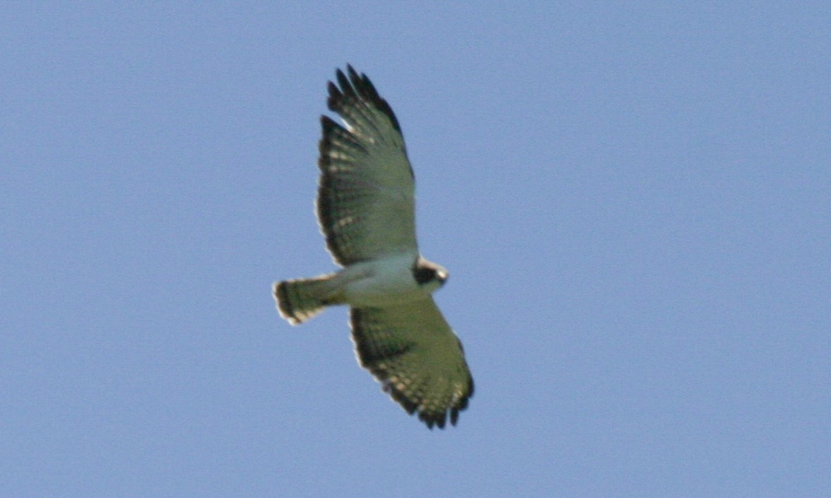 Short-tailed Hawk - Brian Sullivan