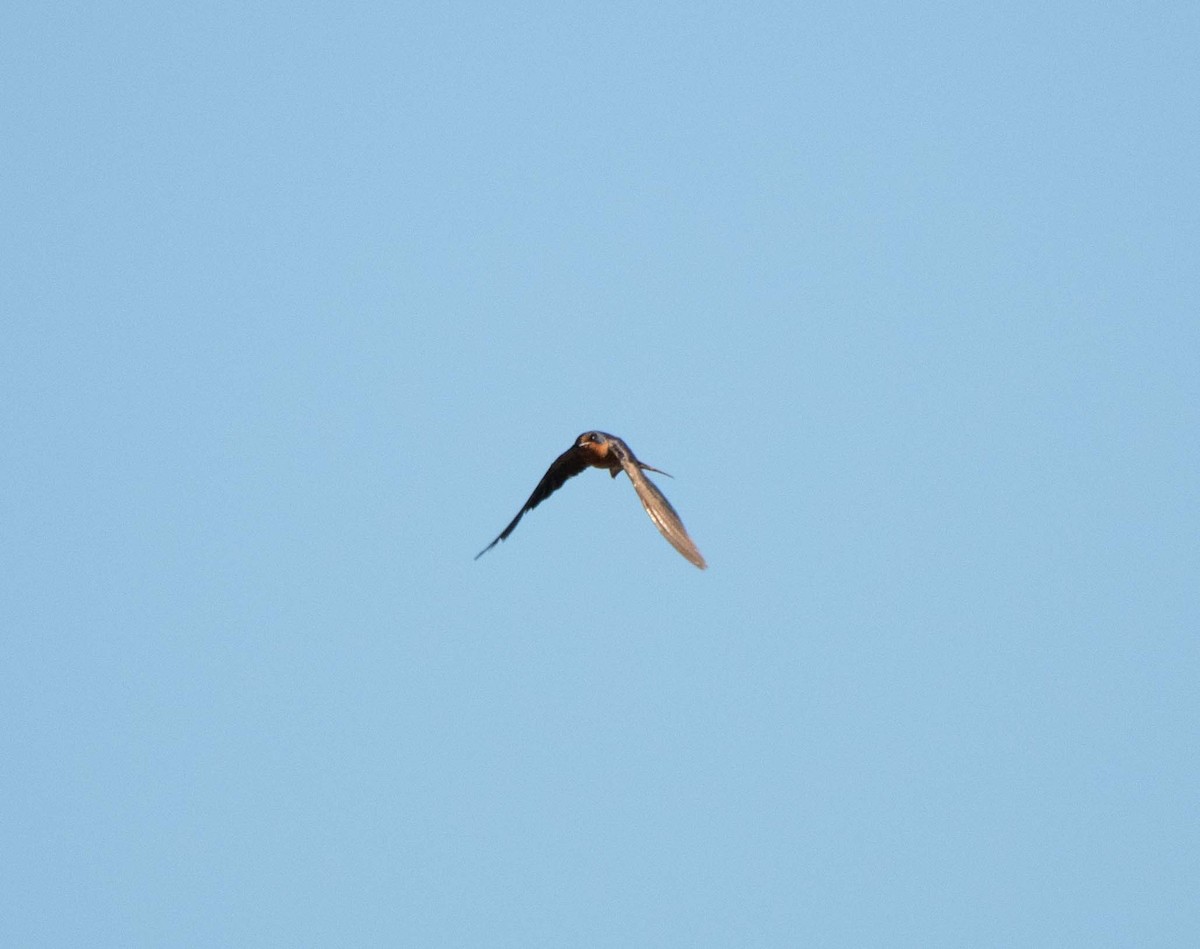 Barn Swallow - ML300598481