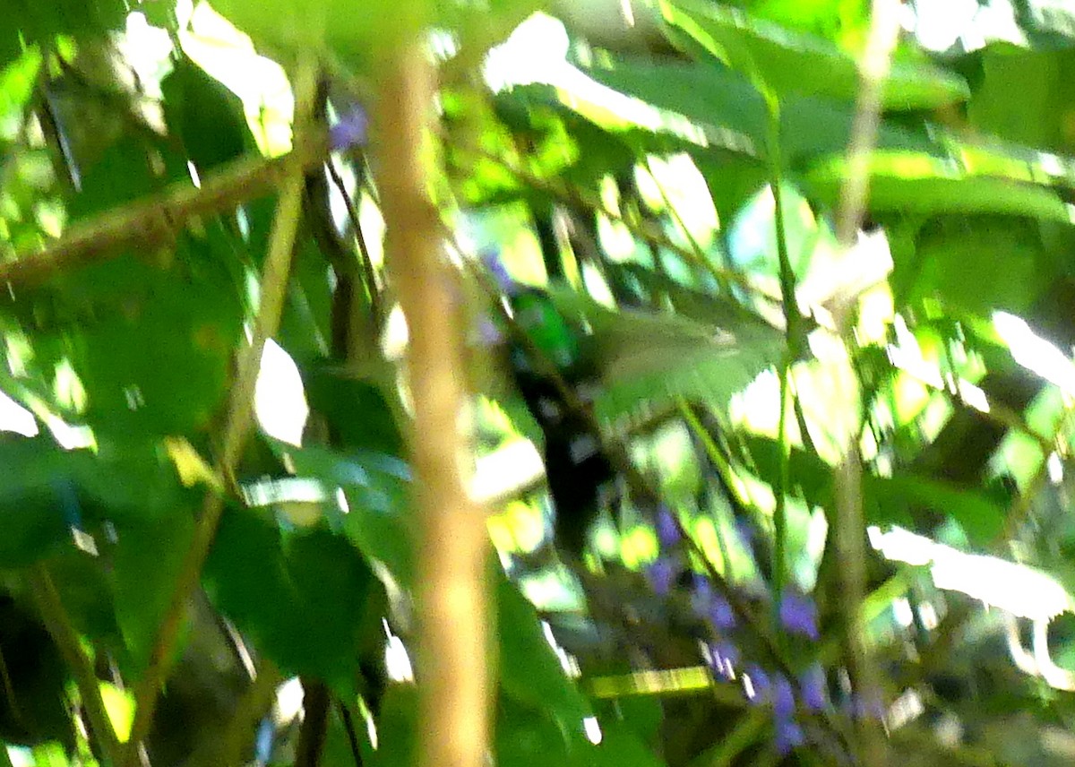 Колібрі-лісовичок мексиканський - ML300601661