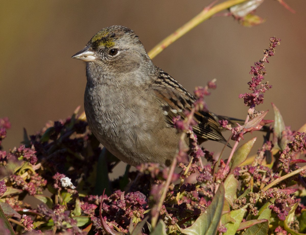 Golden-crowned Sparrow - ML300601991